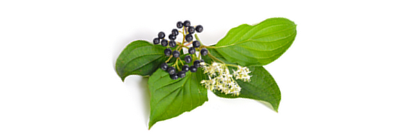 Le macérat de bourgeons de Cornouiller sanguin